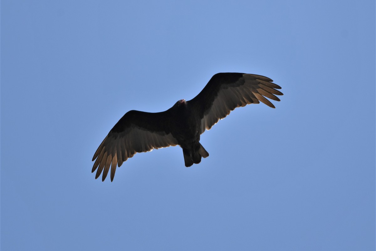 Turkey Vulture - ML617668966
