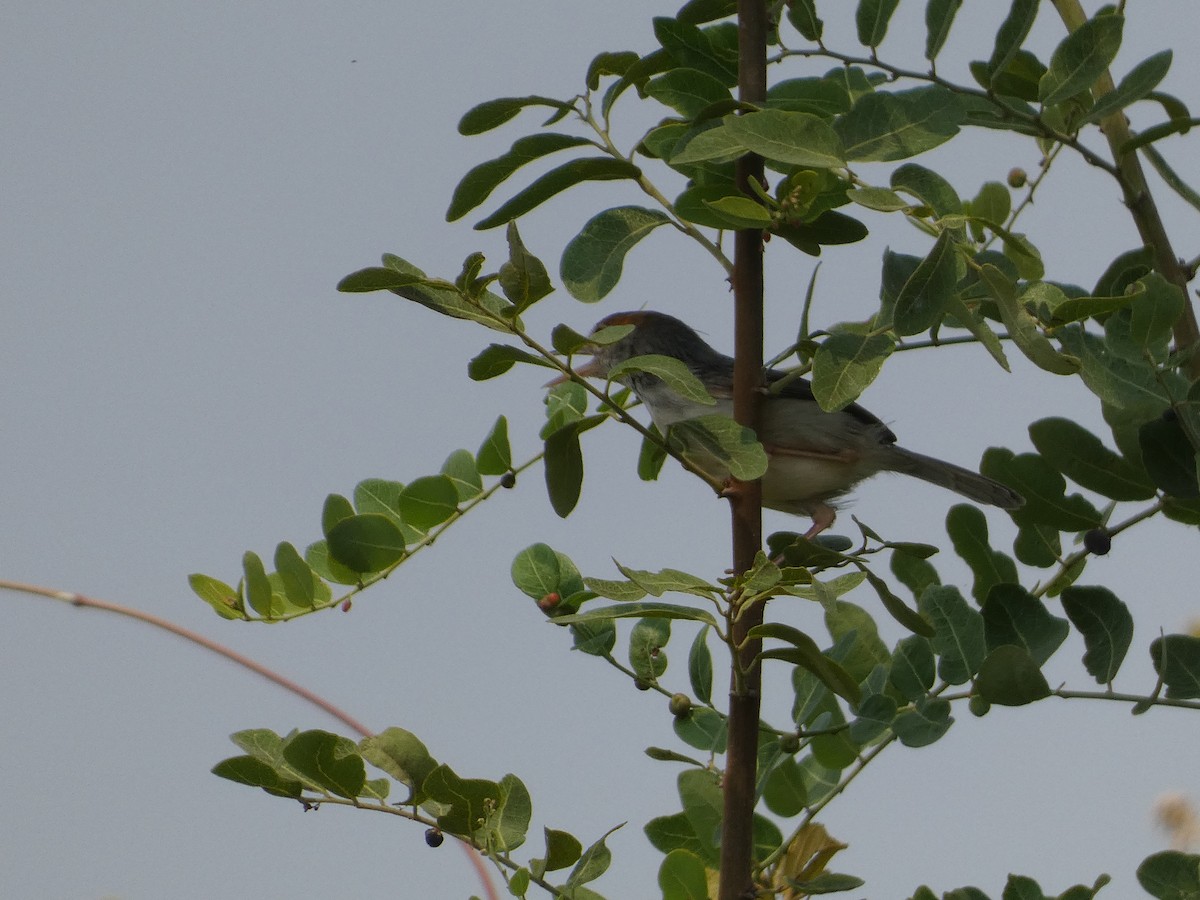 Cambodian Tailorbird - ML617669039