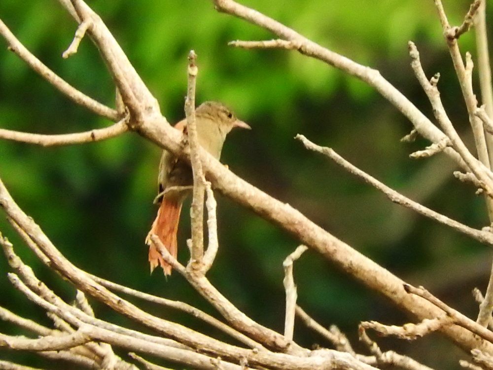 Crested Spinetail - ML617669086