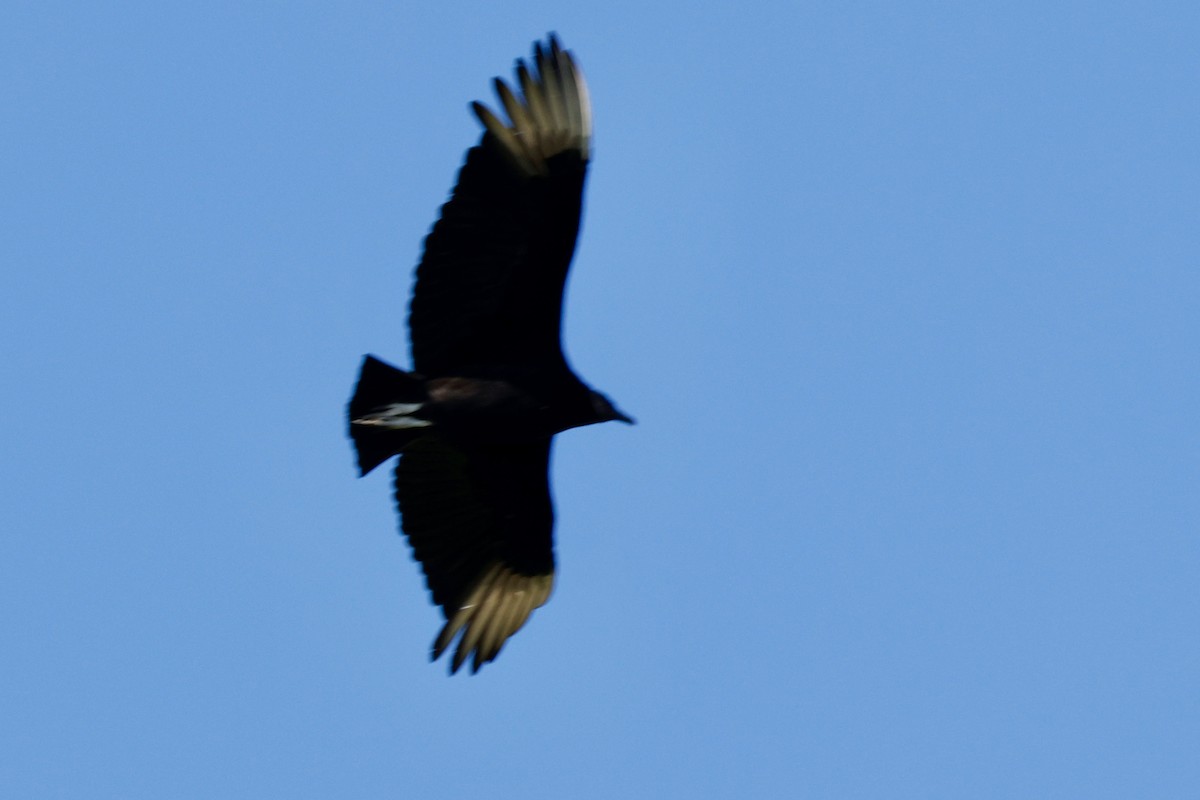 Black Vulture - ML617669178