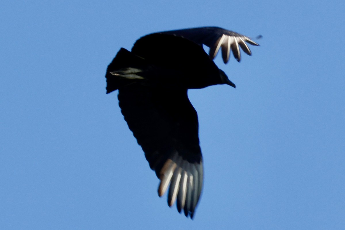 Black Vulture - ML617669179