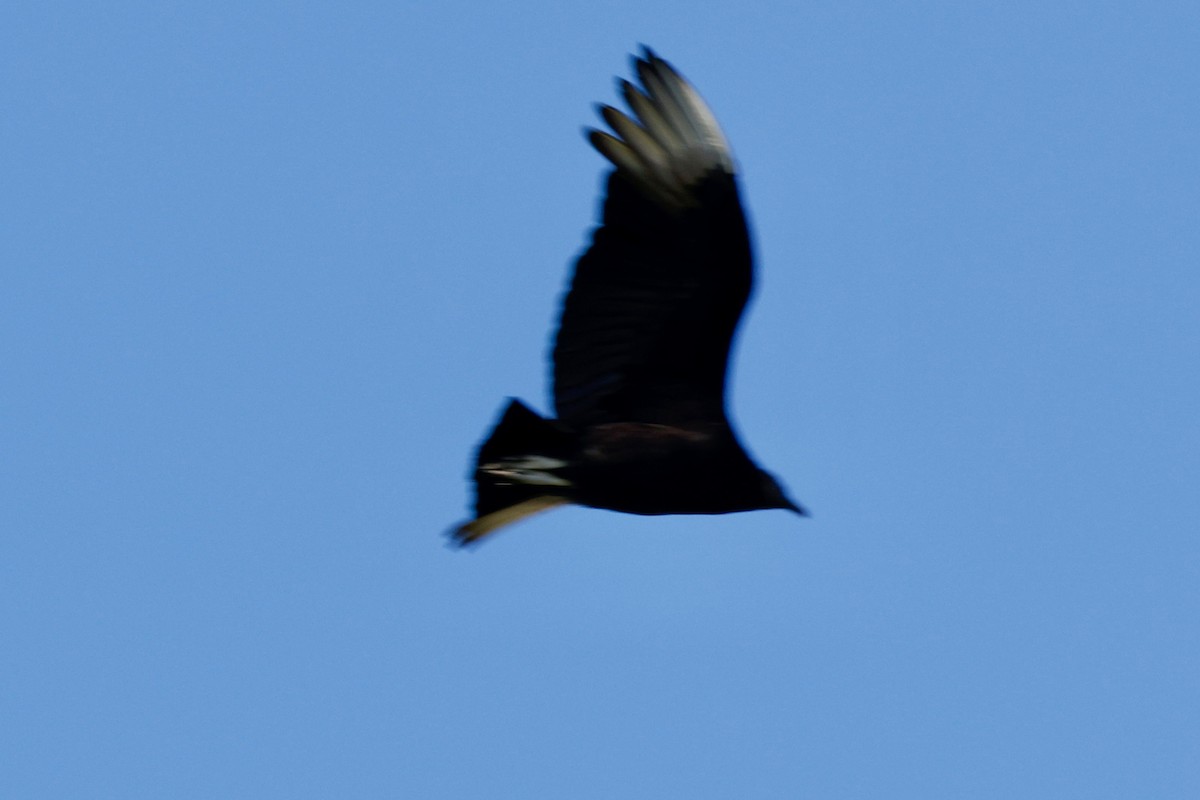 Black Vulture - ML617669180