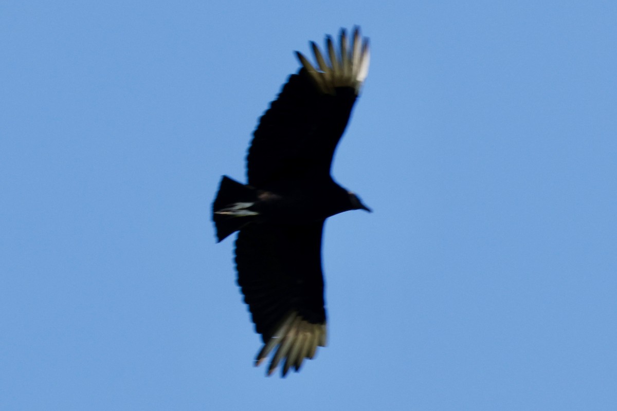Black Vulture - ML617669181