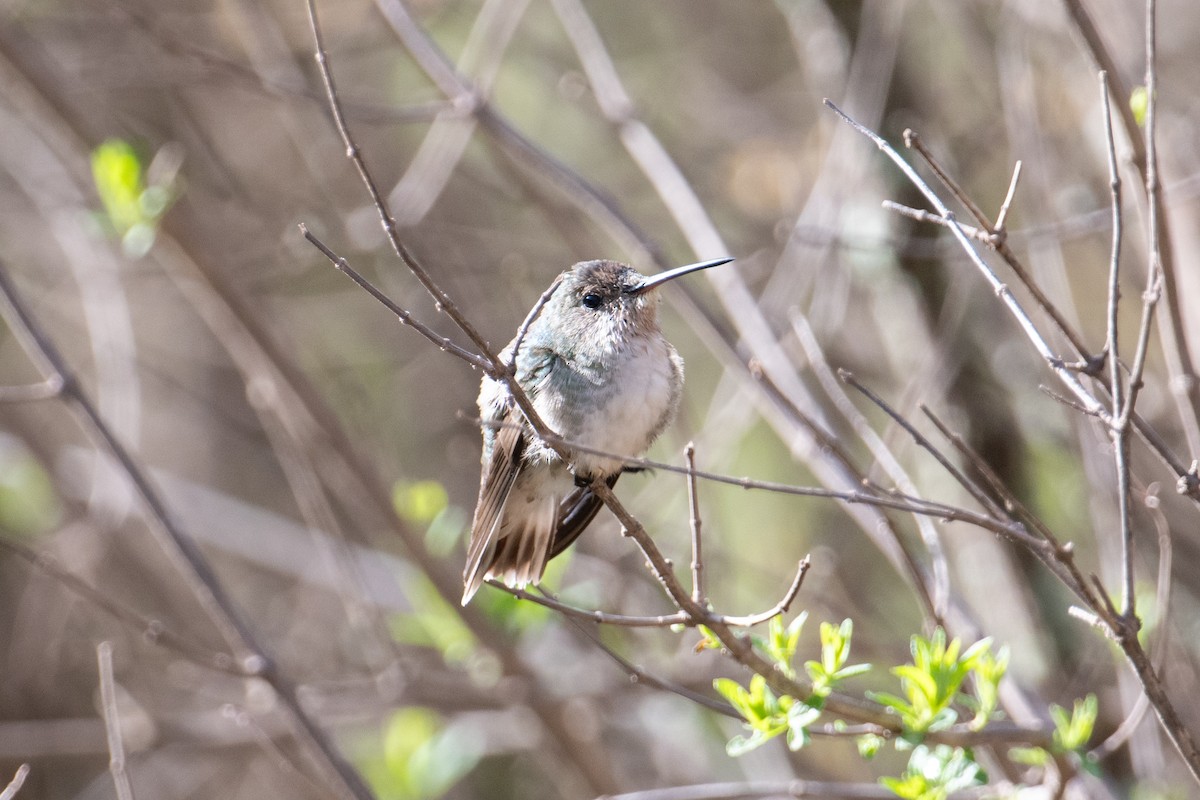White-bellied Hummingbird - ML617669198