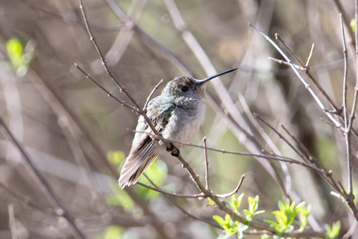 White-bellied Hummingbird - ML617669203