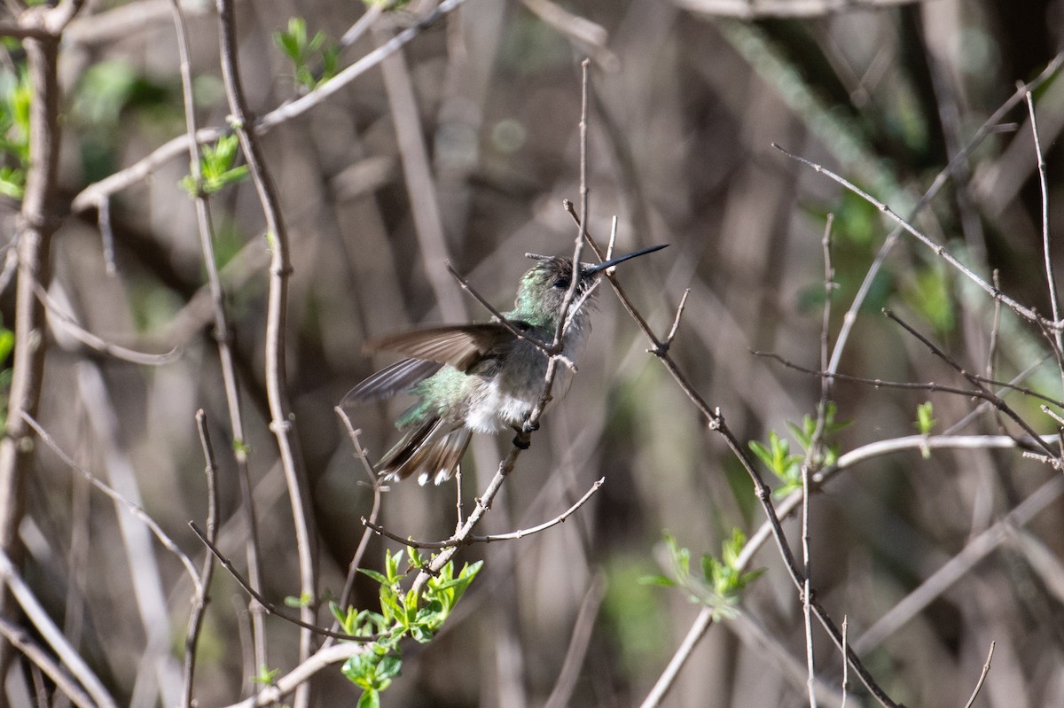 White-bellied Hummingbird - ML617669230
