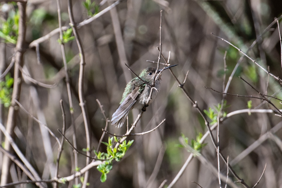 White-bellied Hummingbird - ML617669235
