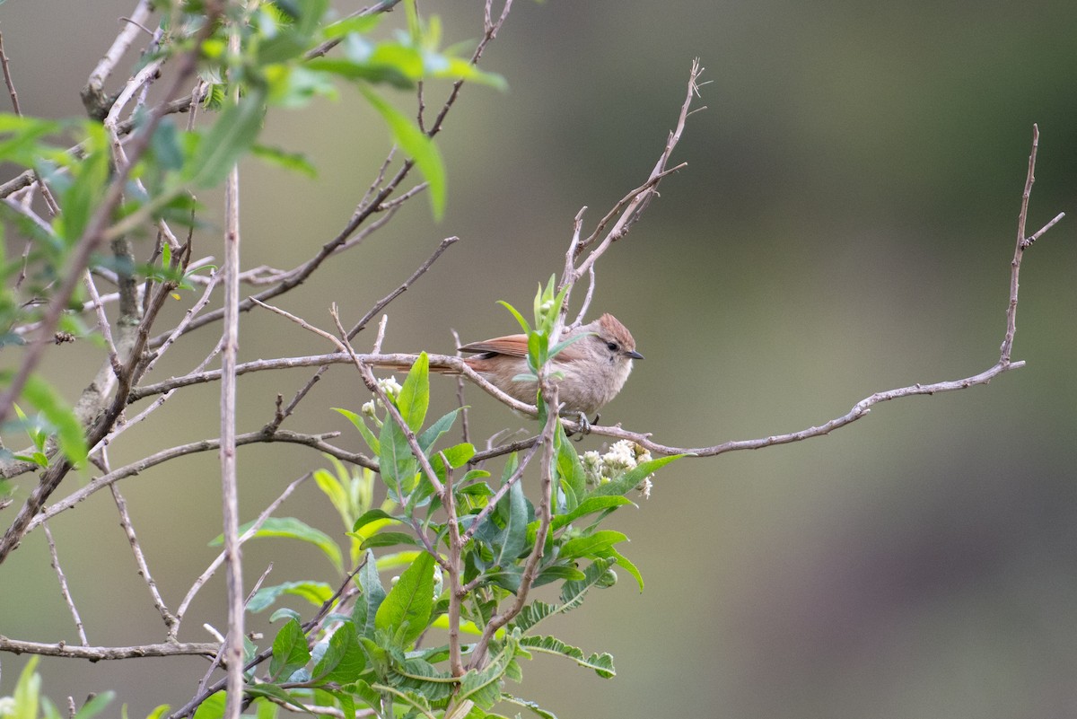 Brown-capped Tit-Spinetail - ML617669256