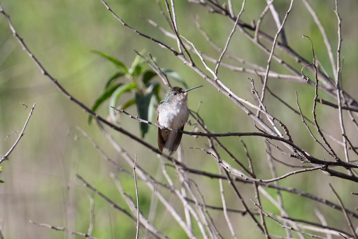 White-bellied Hummingbird - John C. Mittermeier