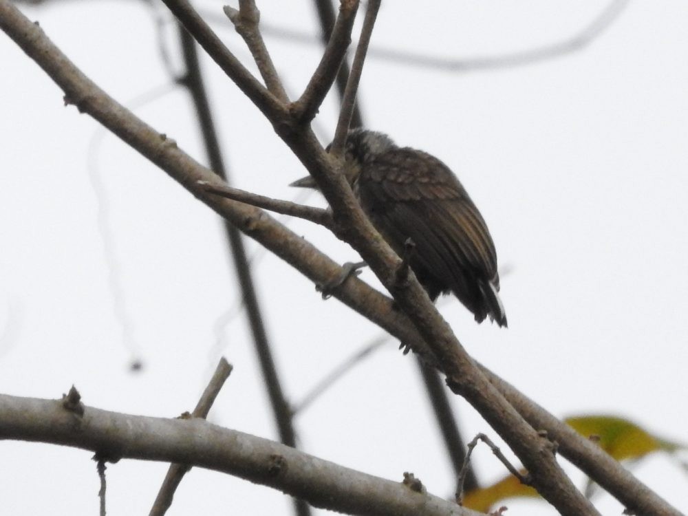 Scaled Piculet - ML617669271