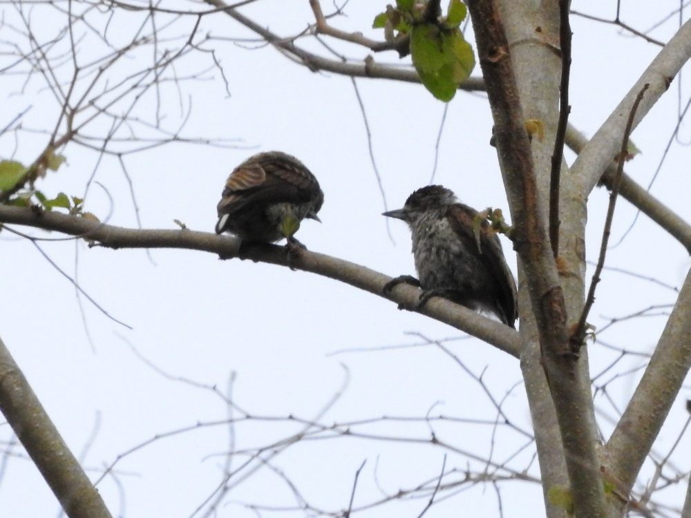 Scaled Piculet - ML617669272