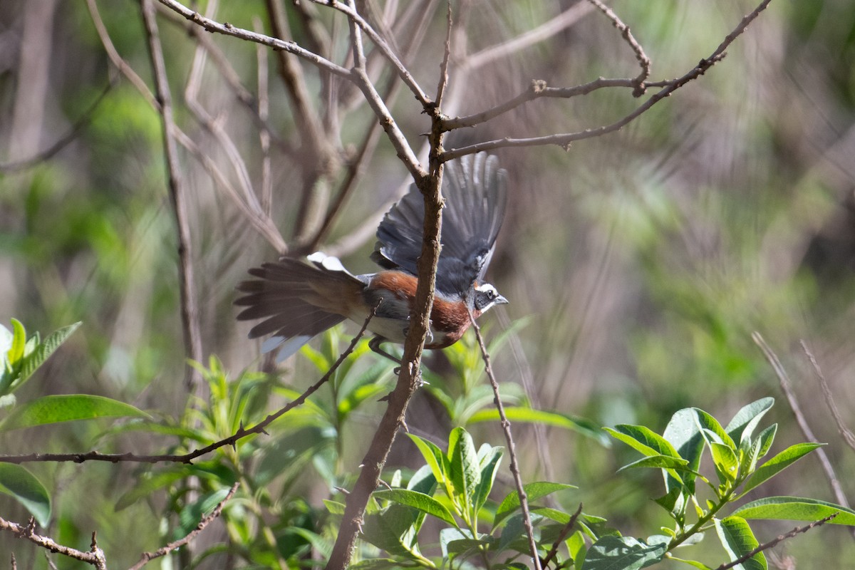 Black-and-chestnut Warbling Finch - ML617669285