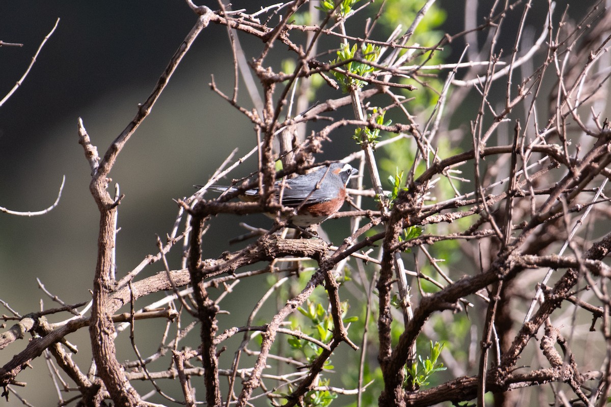 Black-and-chestnut Warbling Finch - ML617669288