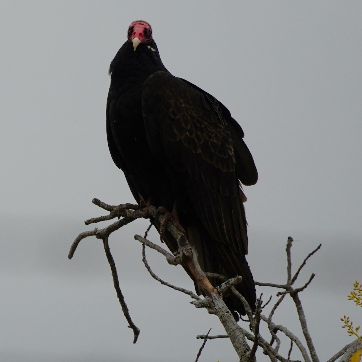 Turkey Vulture - Dawn Hovey