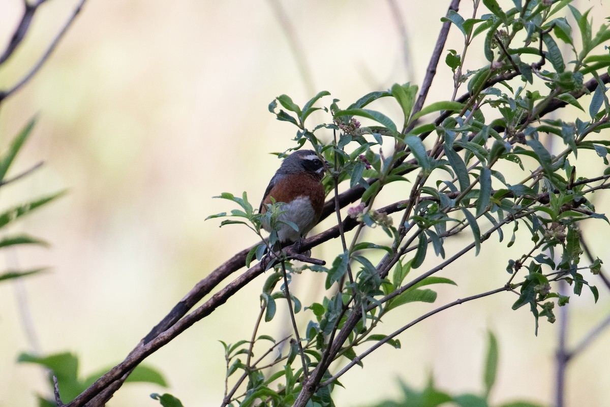 Black-and-chestnut Warbling Finch - ML617669327