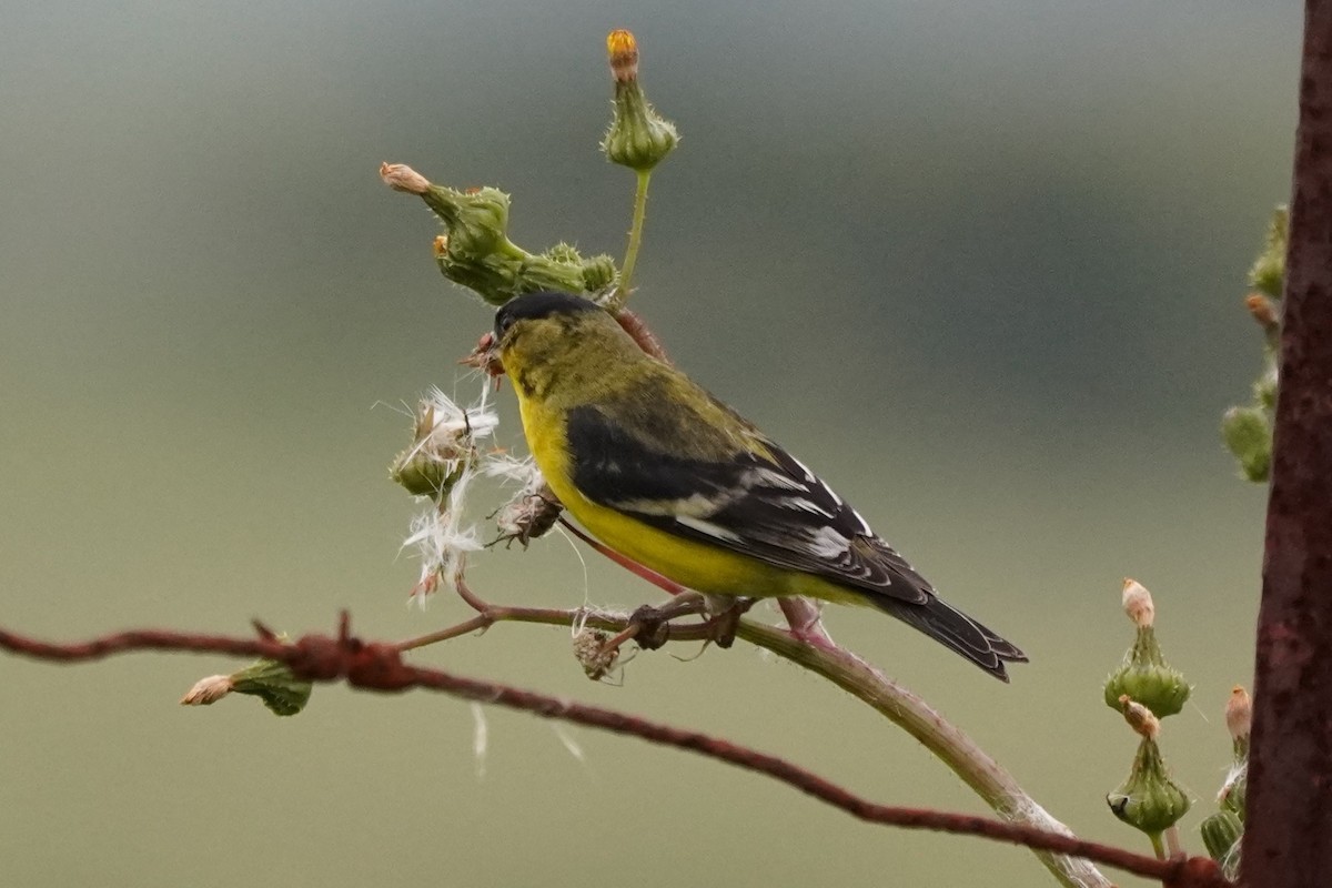 Lesser Goldfinch - Dawn Hovey