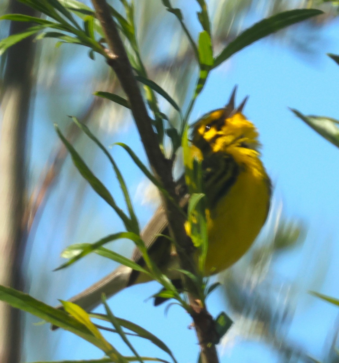 eBird Checklist 20 Apr 2024 Johnson County Park 23 species