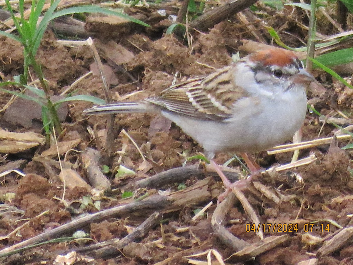 Chipping Sparrow - jack paul