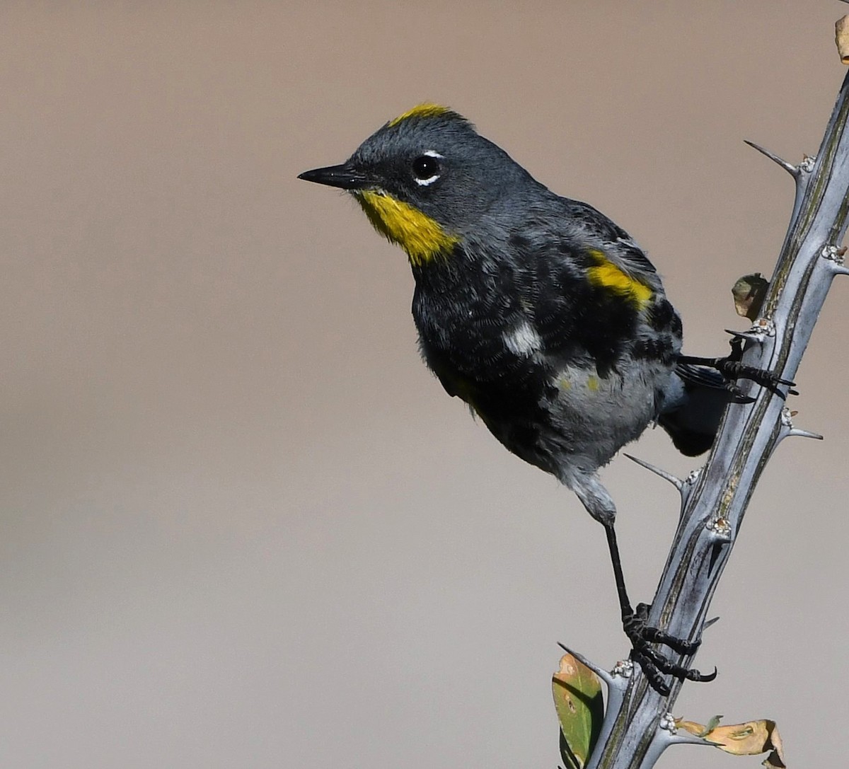 Yellow-rumped Warbler (Audubon's) - ML617669467