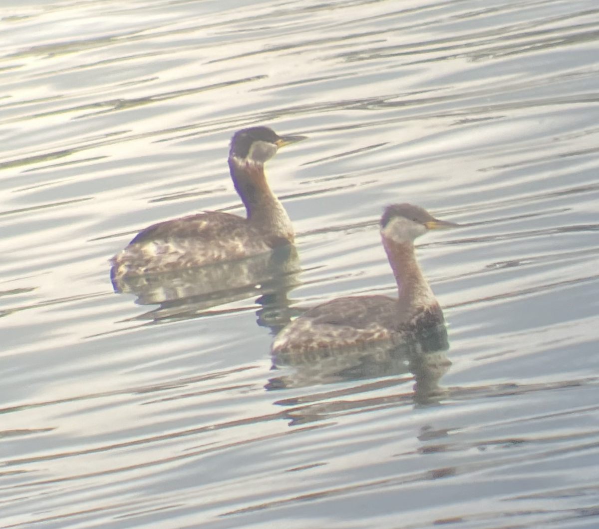 Red-necked Grebe - ML617669478