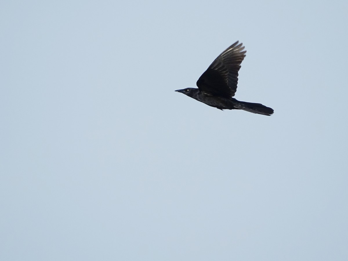 Boat-tailed Grackle - ML617669502