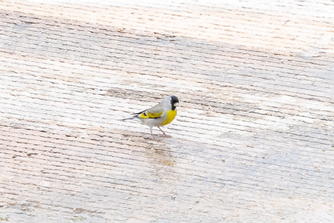 Lawrence's Goldfinch - ML617669567