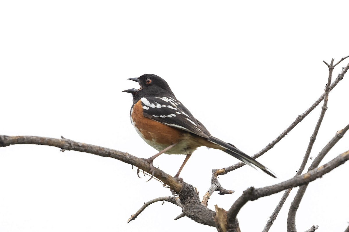 Spotted Towhee - Jeff Bray
