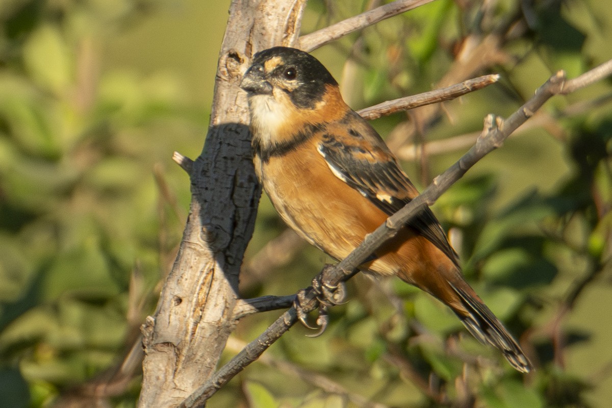 Rusty-collared Seedeater - Andy Bowen