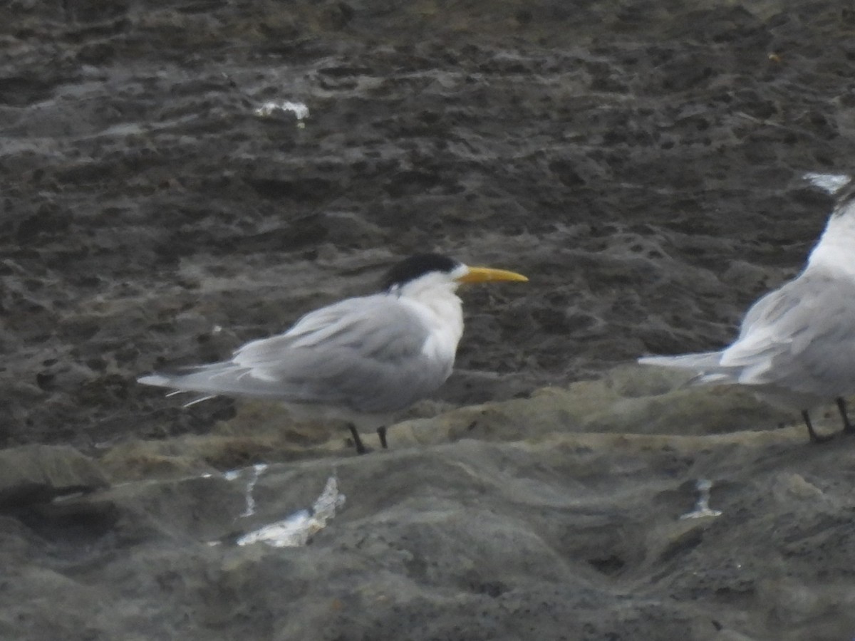 Great Crested Tern - ML617669606