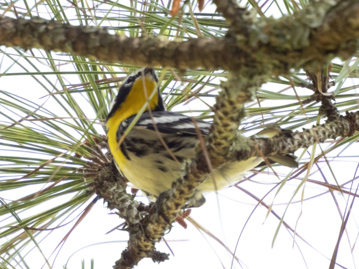 Yellow-throated Warbler - ML617669611