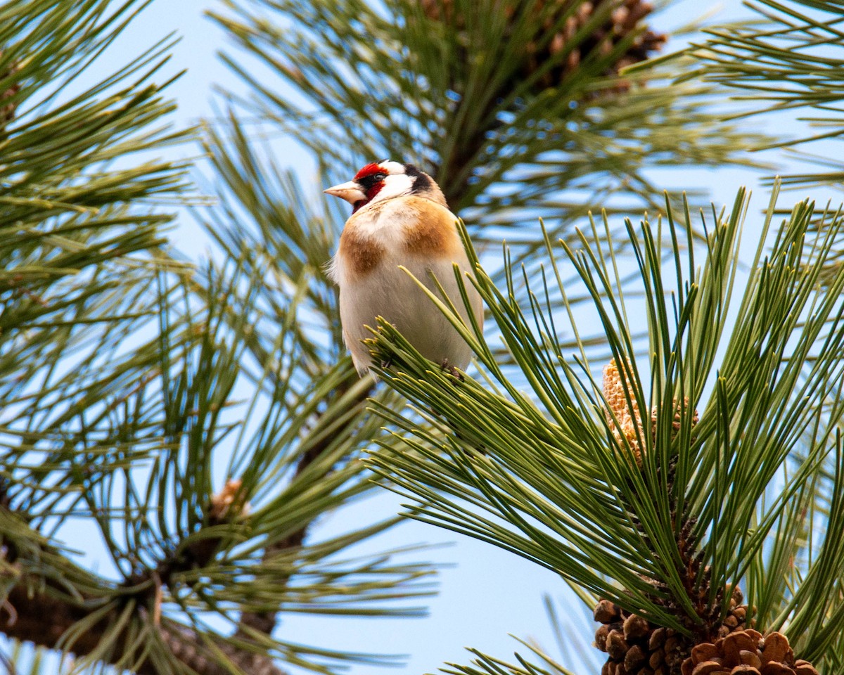 European Goldfinch - Scott Judd