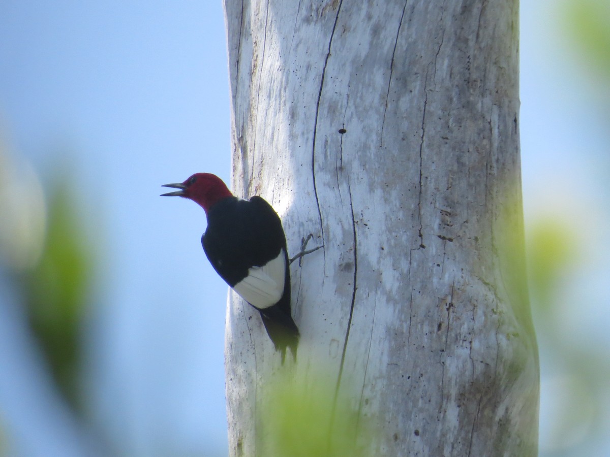 Red-headed Woodpecker - ML617669630
