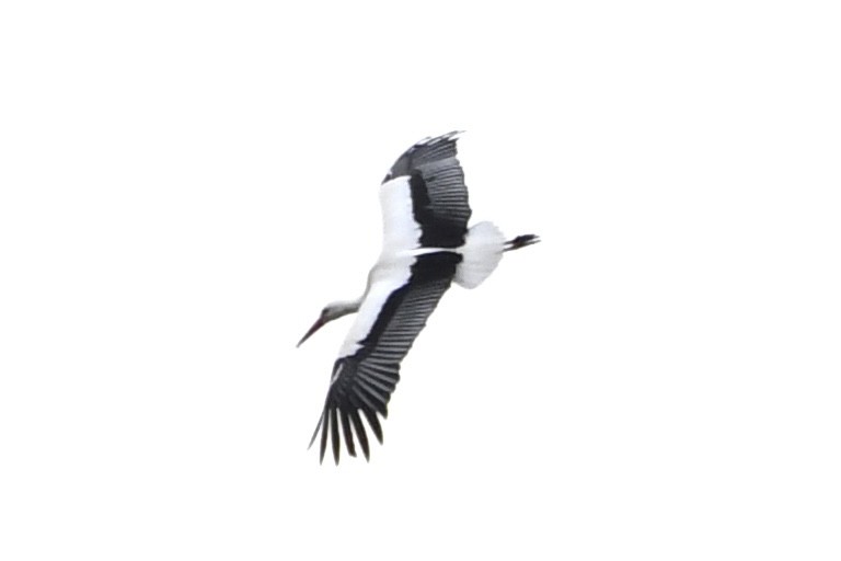 White Stork - ML617669658
