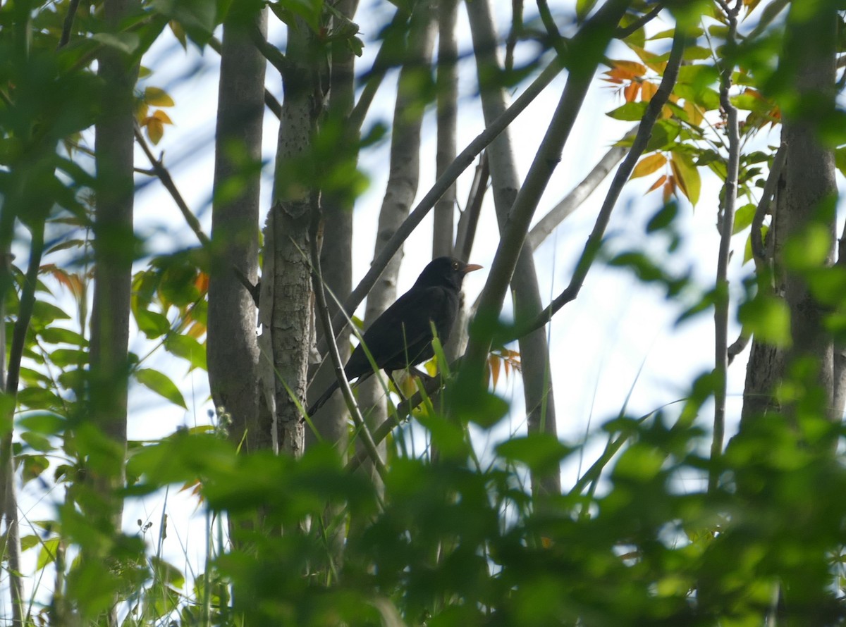 Eurasian Blackbird - ML617669683
