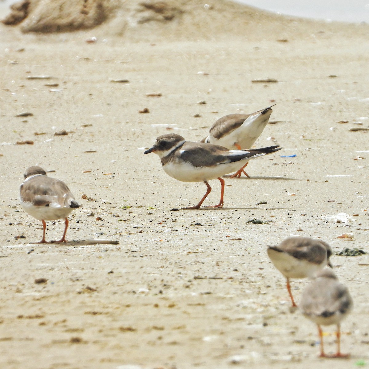 Common Ringed Plover - ML617669729