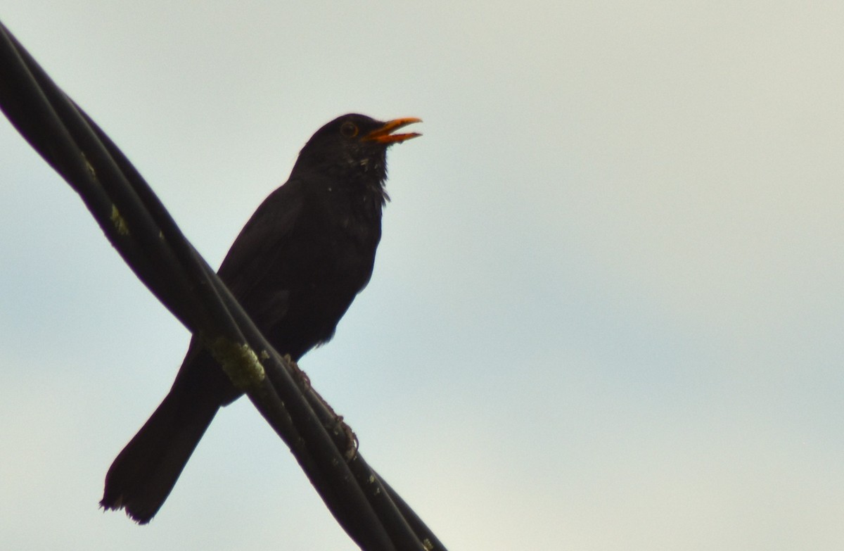 Eurasian Blackbird - Luís Santos