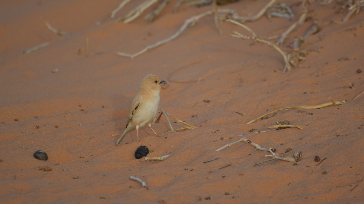 Desert Sparrow - ML617669748