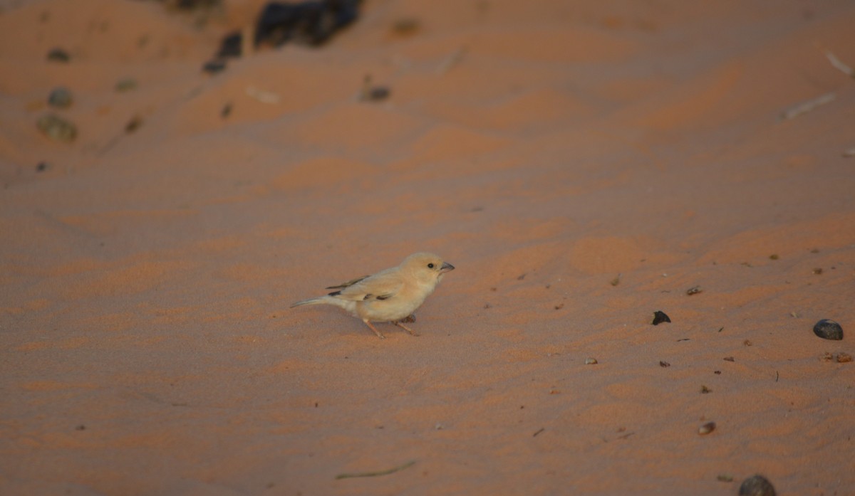 Desert Sparrow - ML617669751
