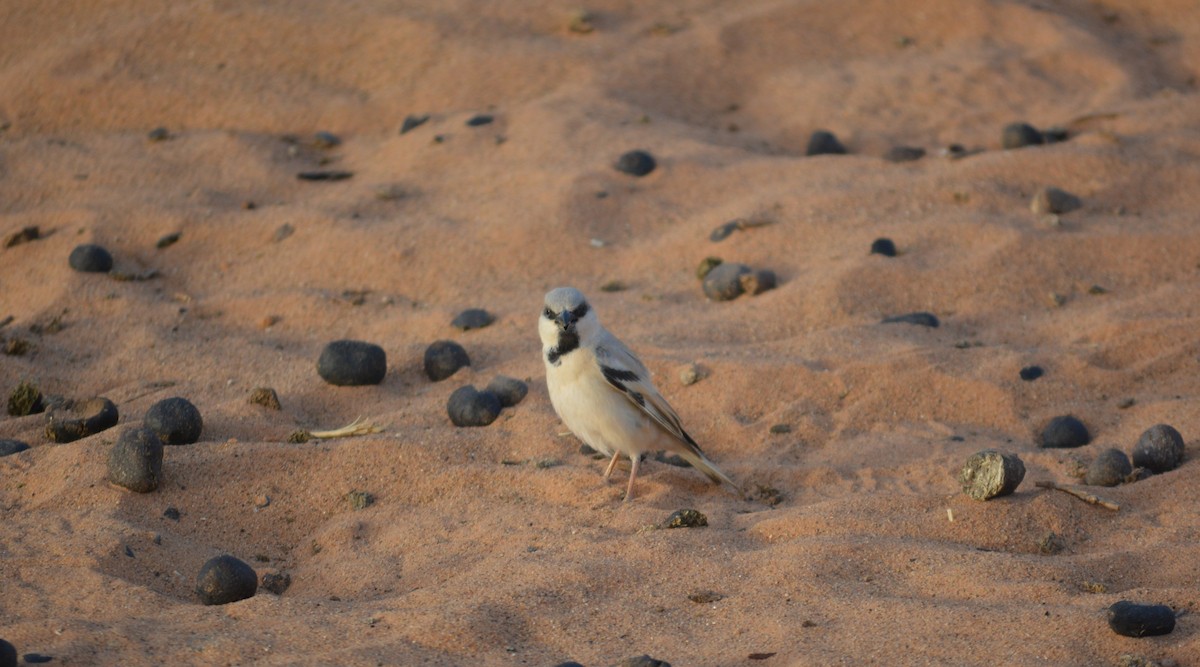 Desert Sparrow - ML617669753