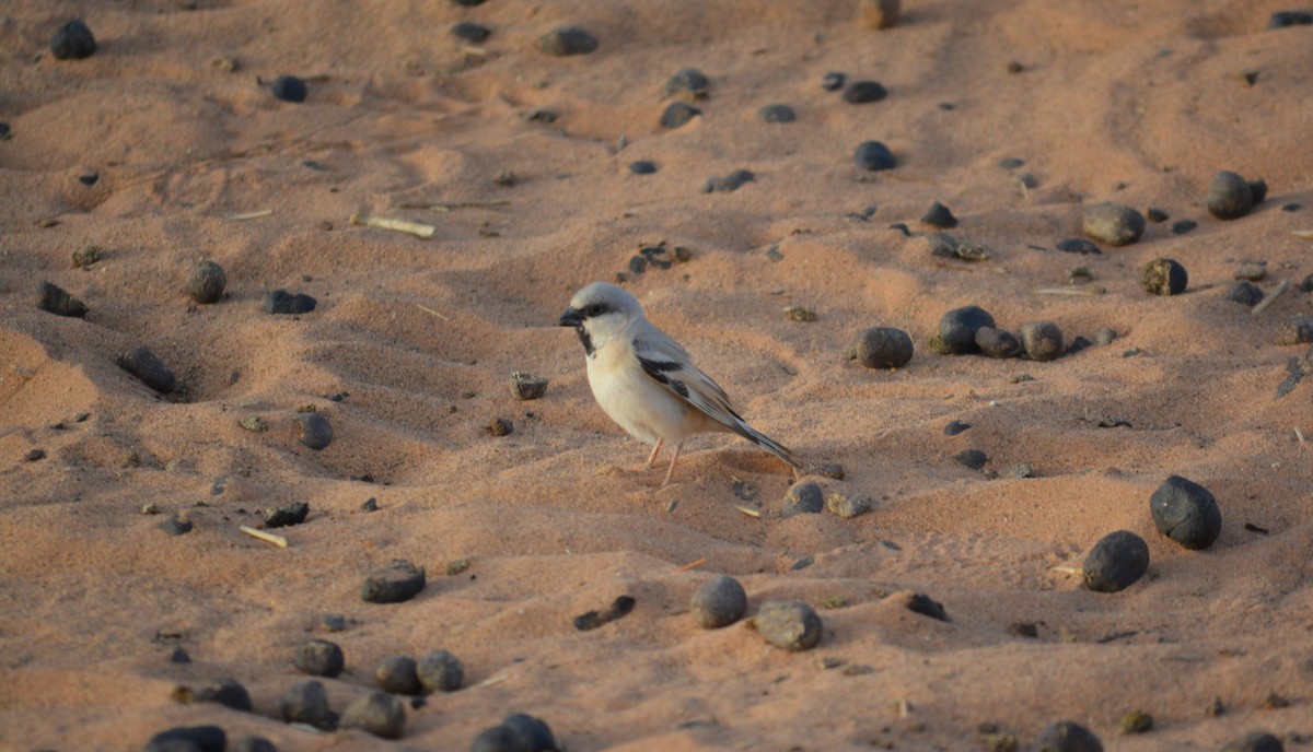 Desert Sparrow - Álvaro García Martín