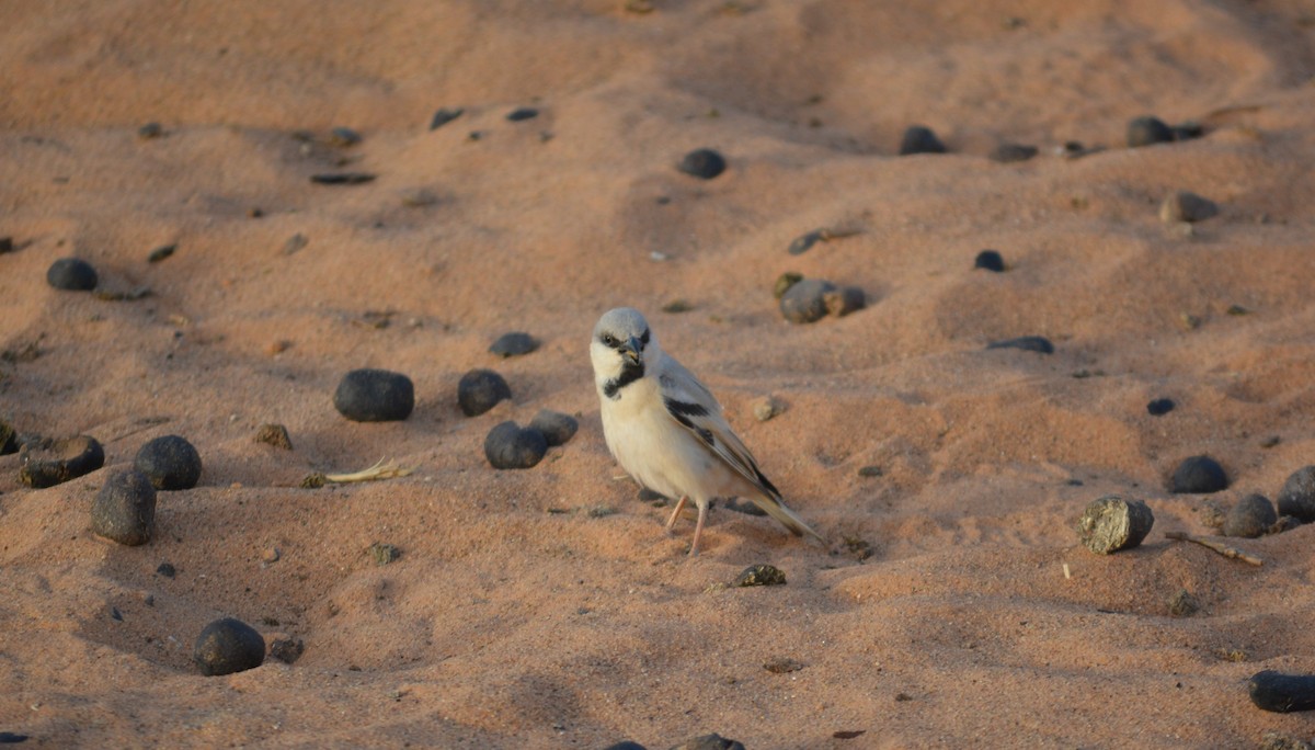 Desert Sparrow - Álvaro García Martín