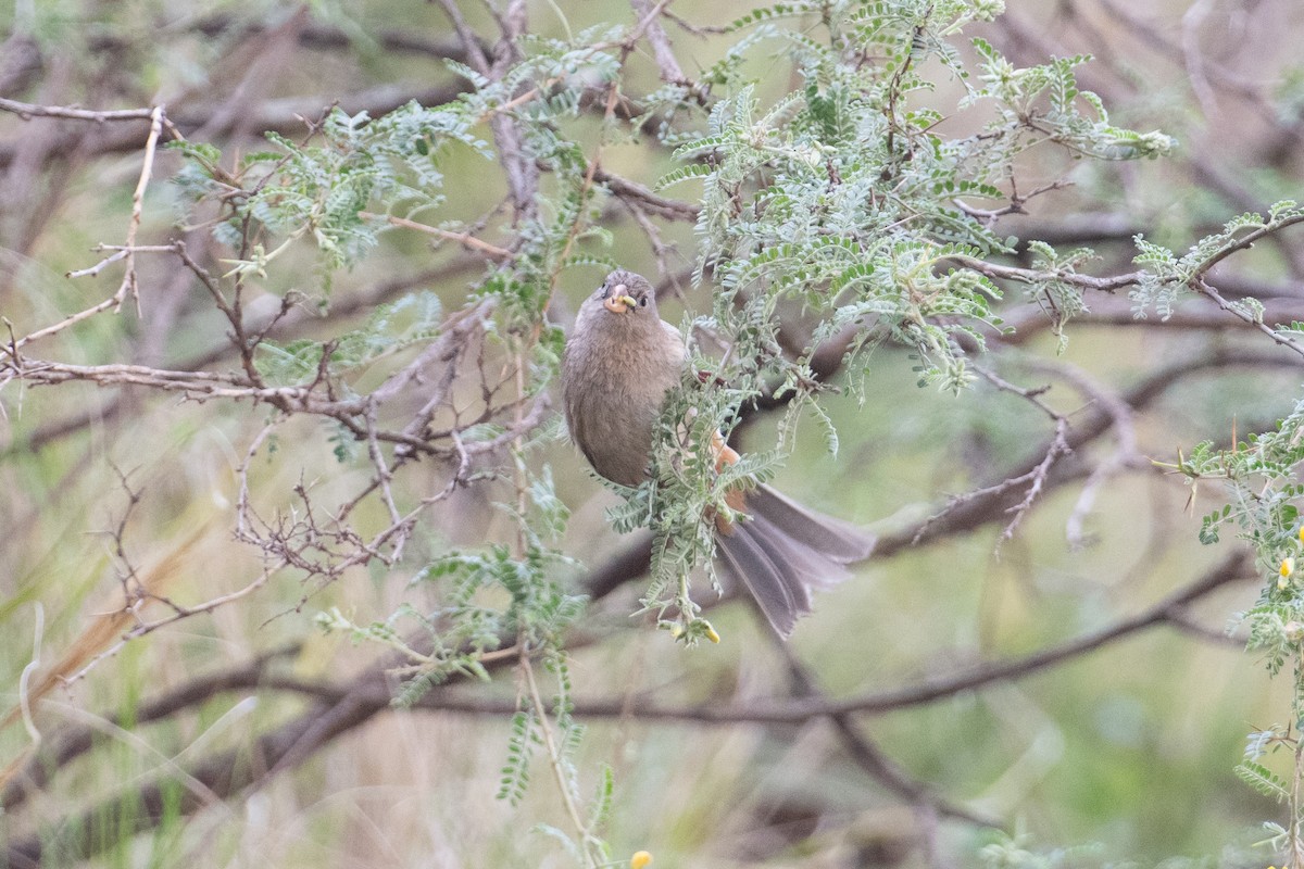 Plain-colored Seedeater - ML617669768