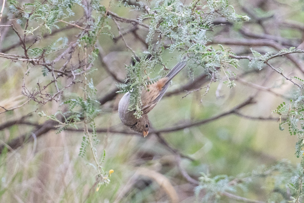 Plain-colored Seedeater - ML617669772