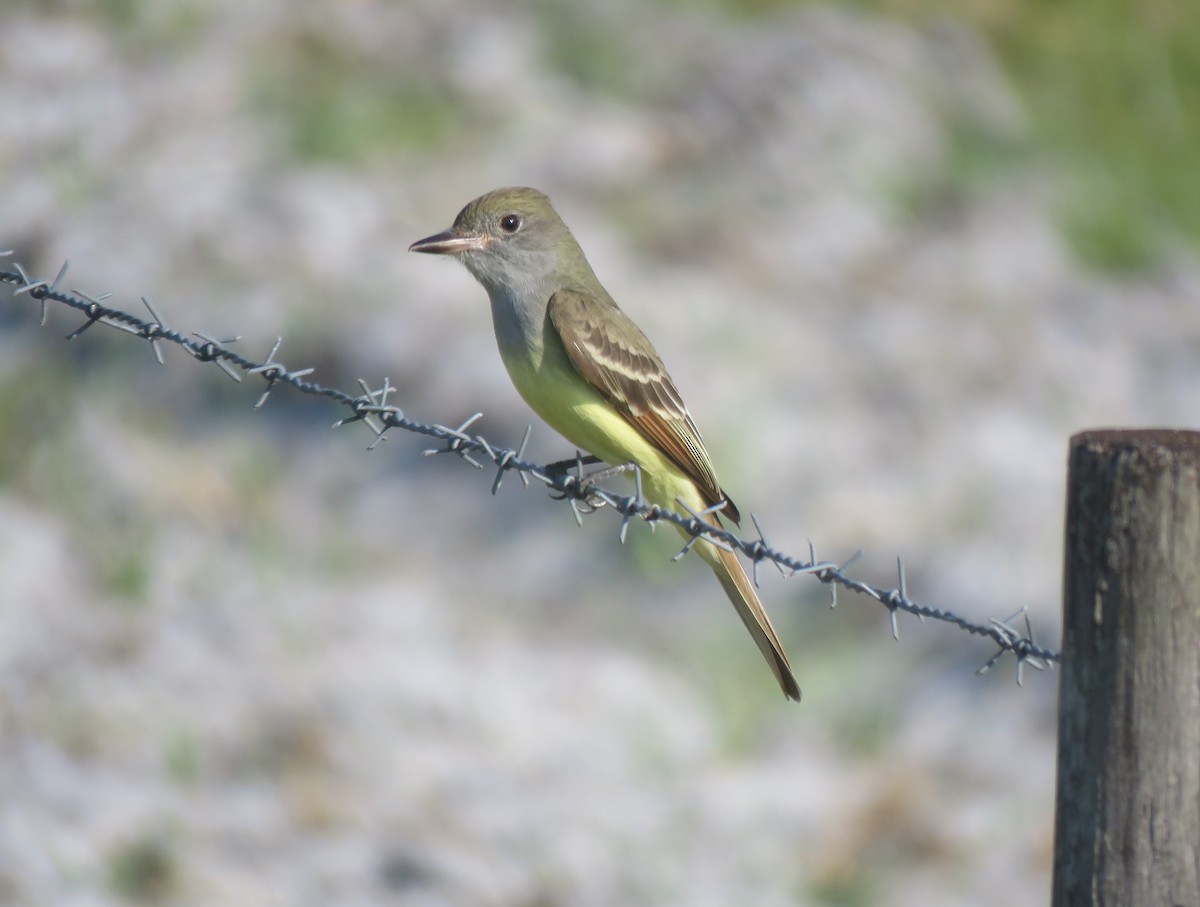 Great Crested Flycatcher - ML617669780
