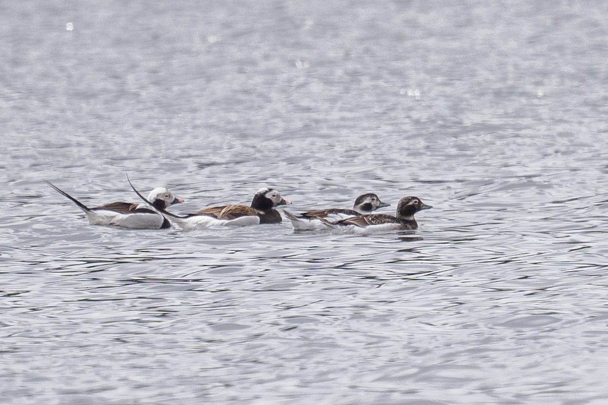 Long-tailed Duck - ML617669829