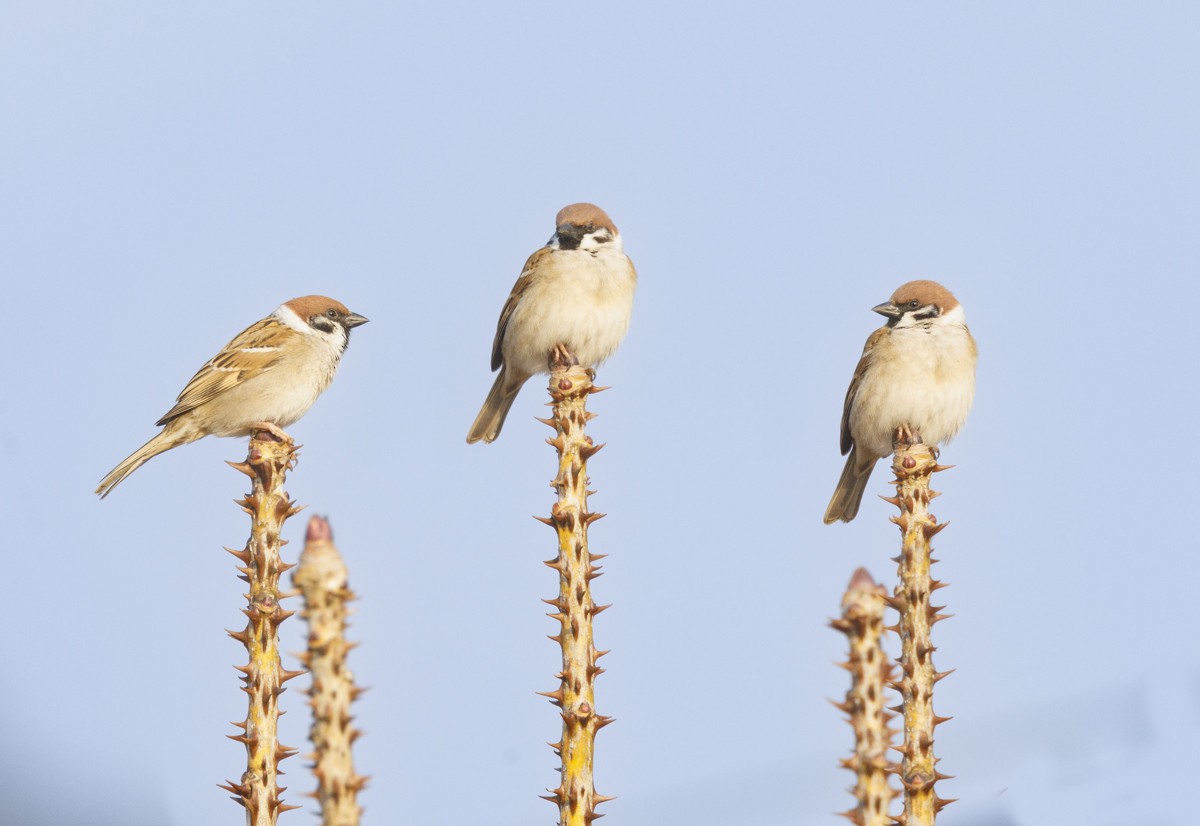 Eurasian Tree Sparrow - Sergio Rivero Beneitez