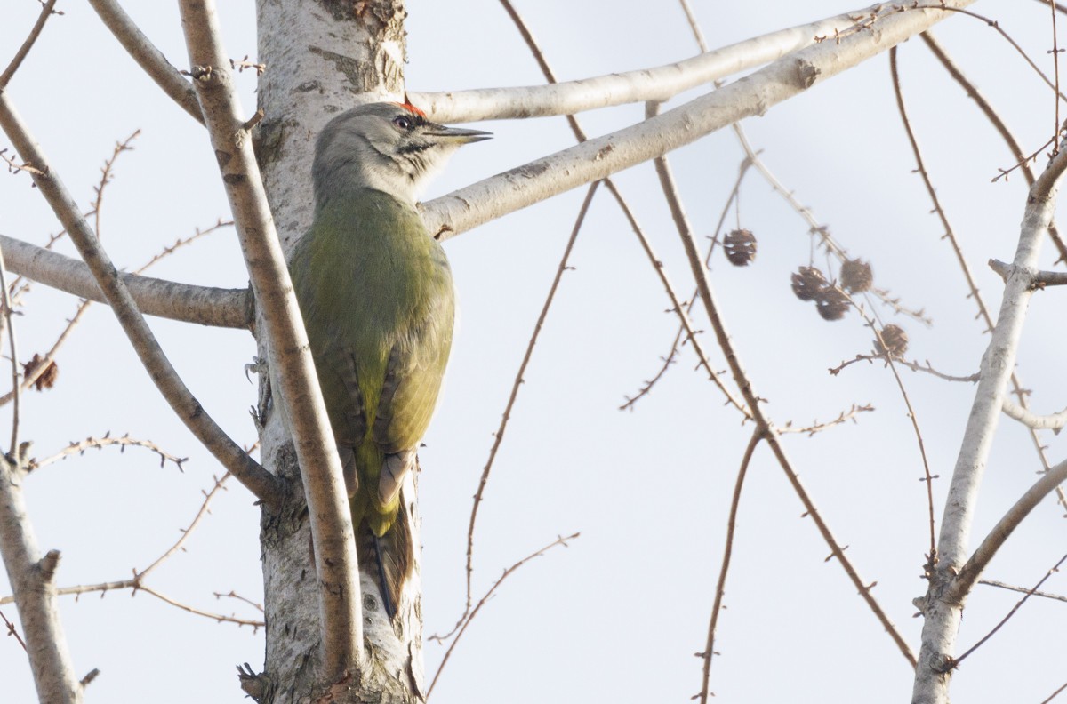 Gray-headed Woodpecker - ML617669891