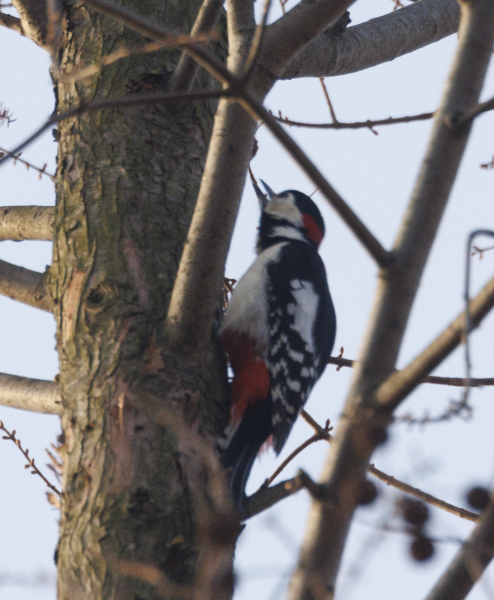 Great Spotted Woodpecker - ML617669898