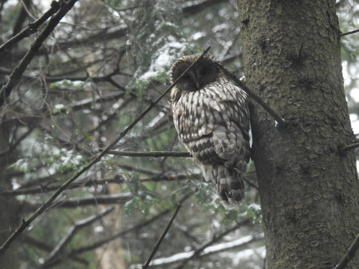 Ural Owl - Matouš Vlček