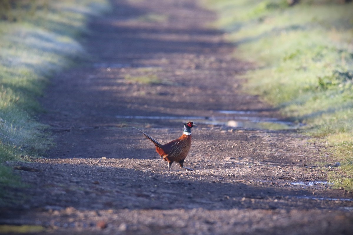 Ring-necked Pheasant - Matt Gillett